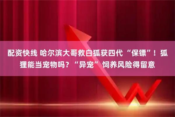 配资快线 哈尔滨大哥救白狐获四代 “保镖”！狐狸能当宠物吗？“异宠” 饲养风险得留意