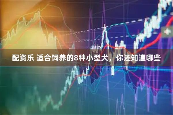 配资乐 适合饲养的8种小型犬，你还知道哪些