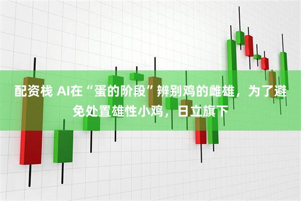 配资栈 AI在“蛋的阶段”辨别鸡的雌雄，为了避免处置雄性小鸡，日立旗下